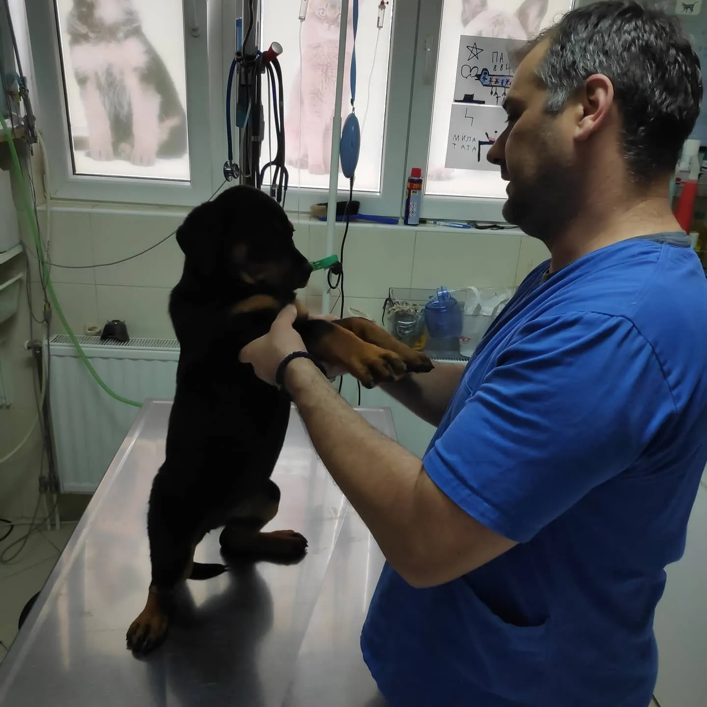 Pregled šteneta rotvajlera u ambulanti